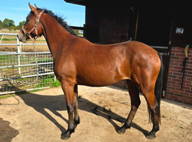 Beautiful 3/4 Irish Draught filly