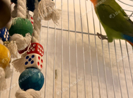 Male love bird untamed