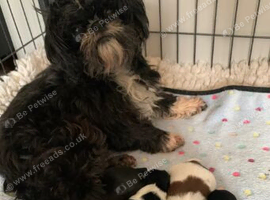 Beautiful shih tzu puppies