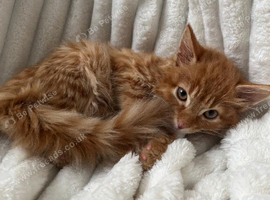 Cute fluffy ginger