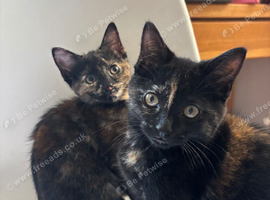 3 beautiful kittens