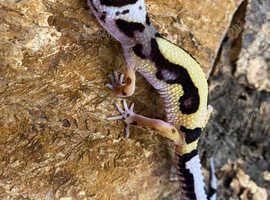 Various Leopard Geckos at Birmingham Reptiles