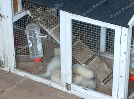 Work or pet ferret kits