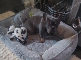 Female 9 month old French bulldog