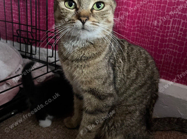 friendly cat looking for a loving new home