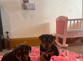 Beautiful smooth small black & tan Jack Russell puppies
