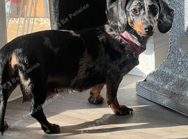 Miniature dachshund female