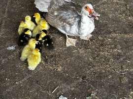 Muscovy ducklings