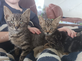 3 Tabbie boys