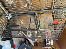Pair of Parrotlets, Cage & Accessories For Sale