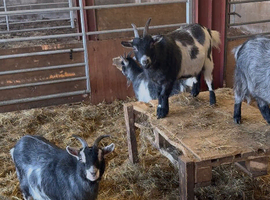 Lovely Pygmy goat