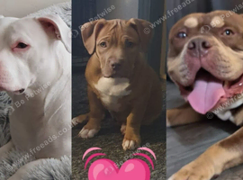 Staffy x pocket bully puppies
