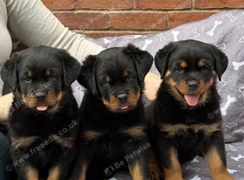 KC registered Rottweiler puppies