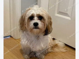 Shihtzu x maltese