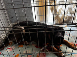 German Shepherd for sale