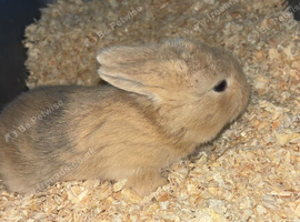 Mini lops