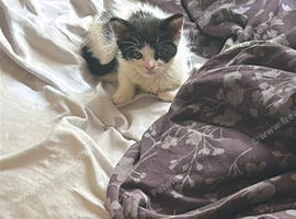 Black and white spot kitten