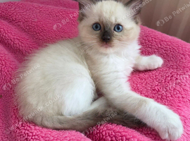 Ragdoll kitten,1 Male available.