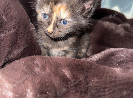 Kittens