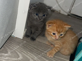 Russian blue