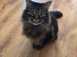 Beautiful fluffy boy