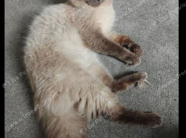 Male Ragdoll