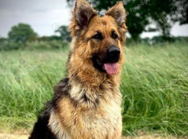 Stunning German Shepherd cross Puppies for sale