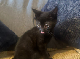 Urgently Needing Homes Beautiful Kittens