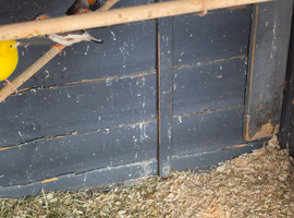 Zebra finches