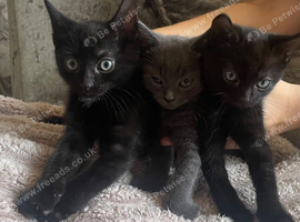 Kittens For Sale 8 Weeks Old