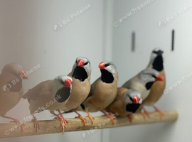 Grace finches