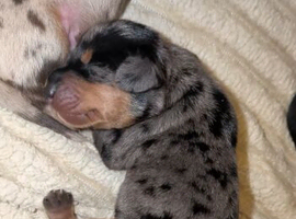 Beautiful Miniature Dachshunds