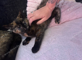 Little girl looking for her forever home