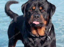 Pedigree Rottweiler puppies