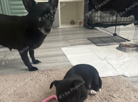 Beautiful jackawawa puppy for sale