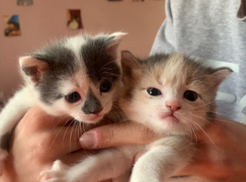 Beautiful kittens ️