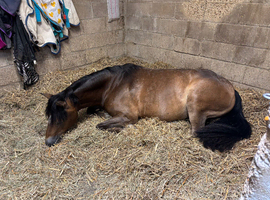 Much Loved Family Pony