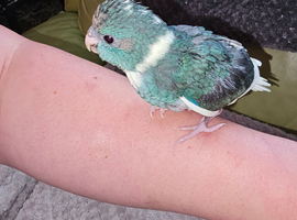 Kakariki handreared
