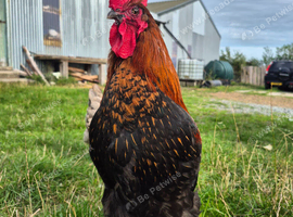 French Copper Marans Cockerel