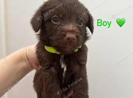 Beautiful Toy Jackapoo Puppies