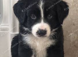 Last 2 bordernese Puppies ready now