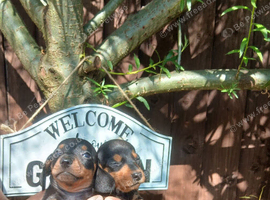 Miniature dachshund