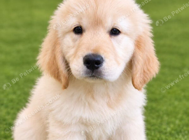Advanced trained Golden Retrievers