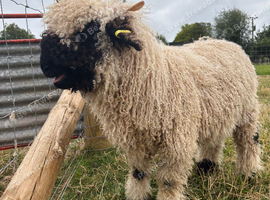 Valais Blacknose Wethers x 2 for sale