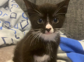 Kittens Ready 15th June