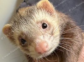 Very friendly whole sandy hob