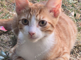 Male kitten