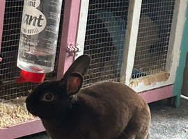 Male rabbit and cage