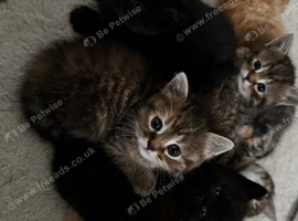 Beautiful kittens British short haired x long haired domestic