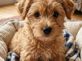 Beautiful Maltese Puppies (8 Weeks Old) &ndash; Ready Now in Southend
